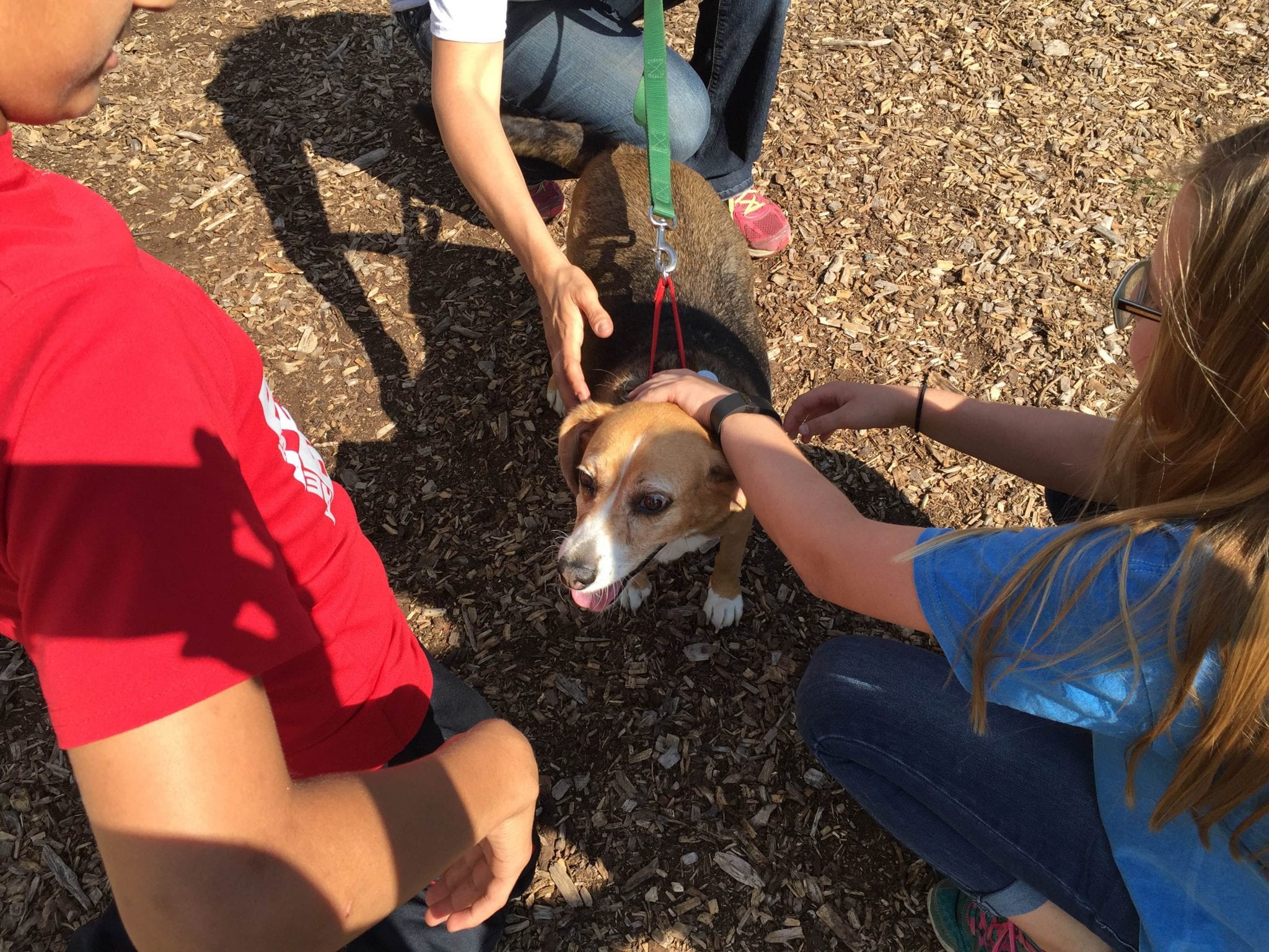 Bryant NJHS Students Serve at the Dearborn Animal Shelter Bryant
